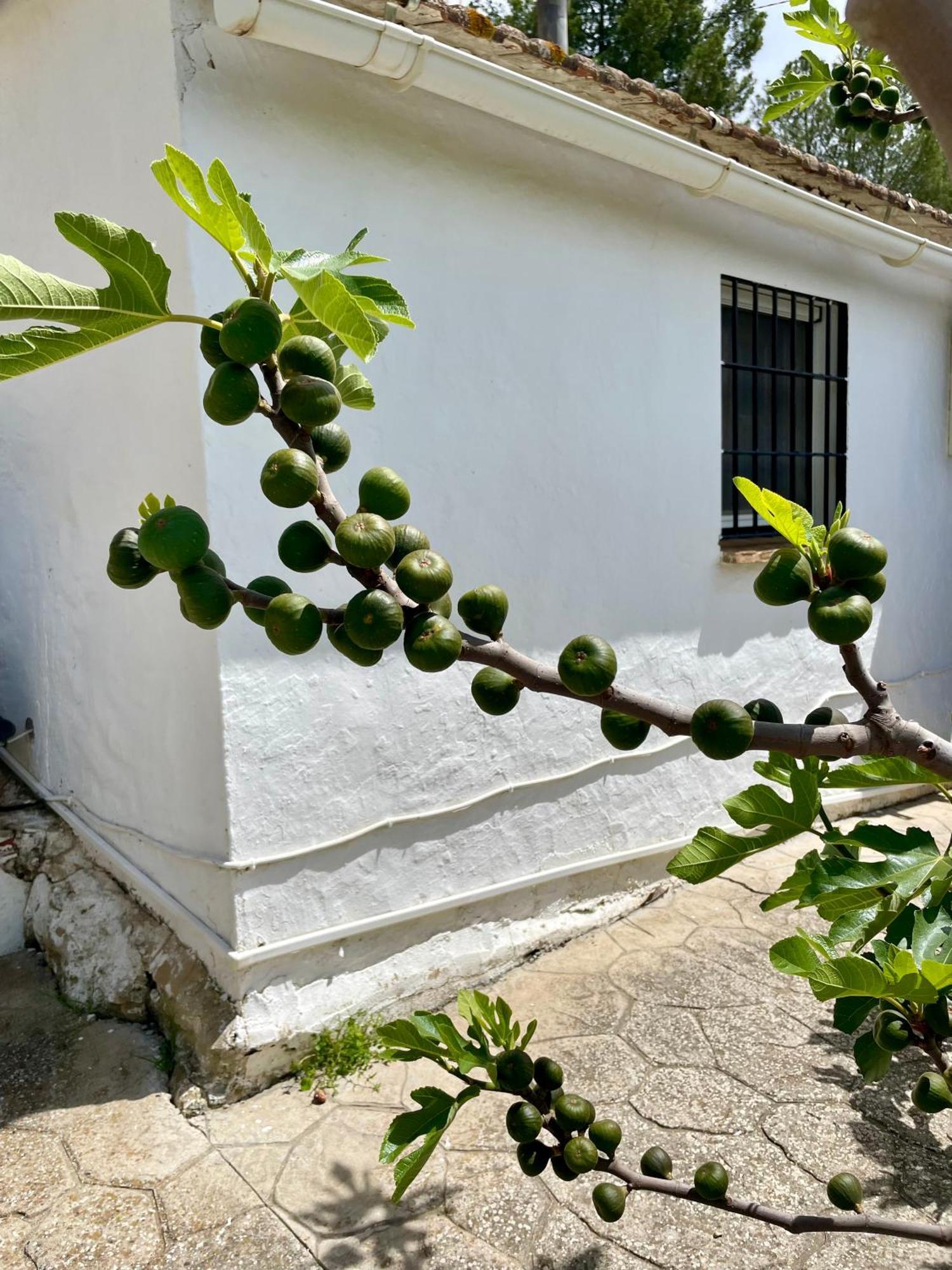 Finca El Sueno Andaluz Villanueva de la Concepción エクステリア 写真